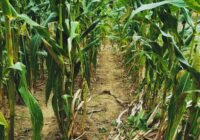 (Credits: Shonna Franks/pexels)