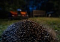 (Credits: Jon A. Juarez/Leibniz-IZW)