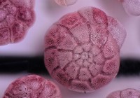 (Credits: N. Glock/UHH) 