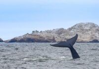 Credits: Eric Austin Lee