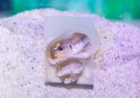 Credits: Axel Griesch MPI für biologische Intelligenz