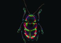 Credits: Max-Planck-Institut für chemische Ökologie