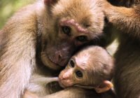 Credits: Deutsches Primatenzentrum GmbH