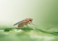 Credits: Benjamin Fabian, Max-Planck-Institut für chemische Ökologie