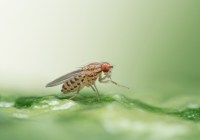 Credits: Benjamin Fabian, Max-Planck-Institut für chemische Ökologie