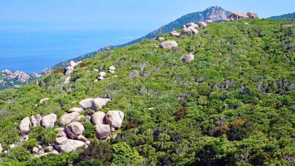 Credits: Andrew Tilker, Leibniz-IZW 