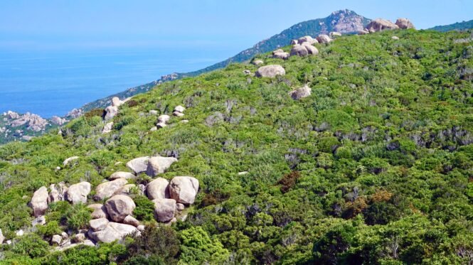 Credits: Andrew Tilker, Leibniz-IZW 