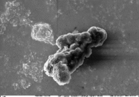 Credits: Antje Sorowka, MPI für Chemie