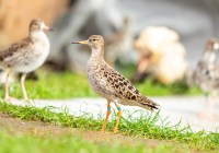 Credits: Axel Griesch, MPI für biologische Intelligenz