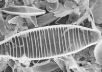 Credits: AG Phykologie, CCAC