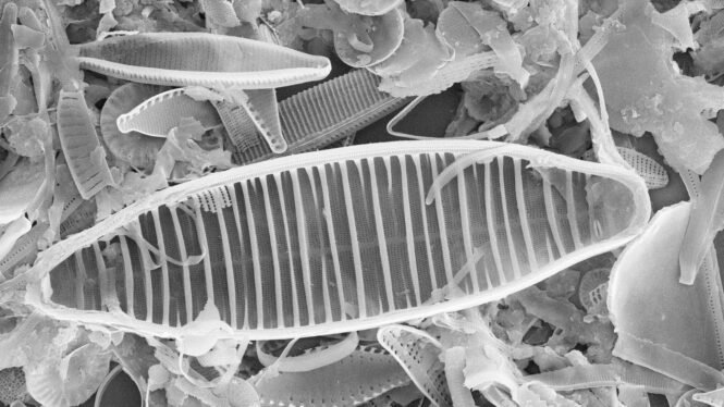 Credits: AG Phykologie, CCAC