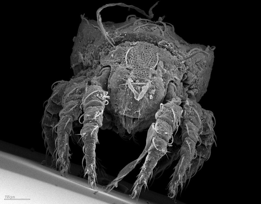 Credits: Dr. Mark Maraun, Dr. Katja Wehner