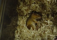 Foto: Danielle L. Levesque