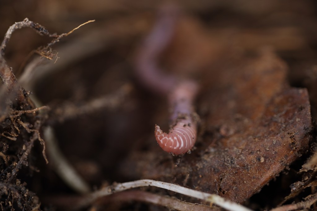 Credits: Daniiel Korobuschkin