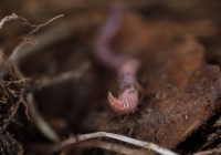 Credits: Daniil Korobuschkin