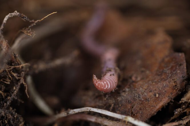 Credits: Daniil Korobuschkin