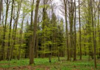 Credits: Stefan Bernhardt, iDiv 