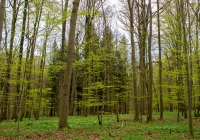 Credits: Stefan Bernhardt, iDiv 