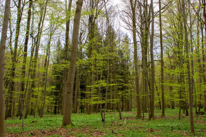 Credits: Stefan Bernhardt, iDiv 