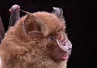 Credits: Burton Lim, Royal Ontario Museum