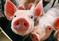 (Credits: Hayana Fernanda/pexels)