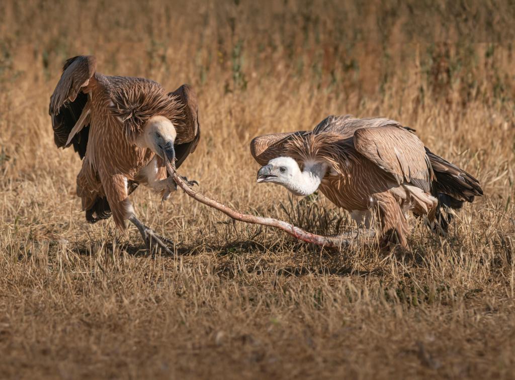 Credits: Jesús Esteban San José, pexels