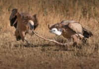 Credits: Jesús Esteban San José, pexels