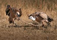 Credits: Jesús Esteban San José, pexels