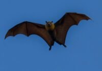 Credits: John Torcasio, pexels