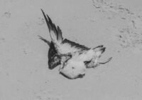 Credits: Kássia Melo/pexels