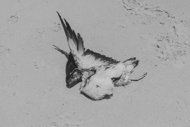 Credits: Kássia Melo/pexels