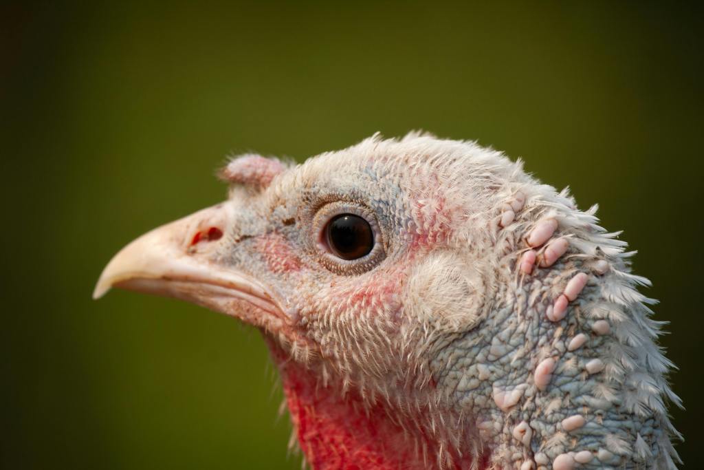 Credits: Lorie le Poer Trench, pexels