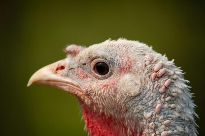 Credits: Lorien le Poer Trench, pexels