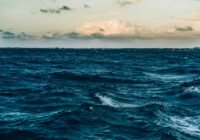 Credits: Ricky Esquivel/pexels