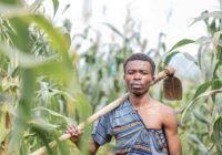 (Credits: Safari Consoler/pexels)