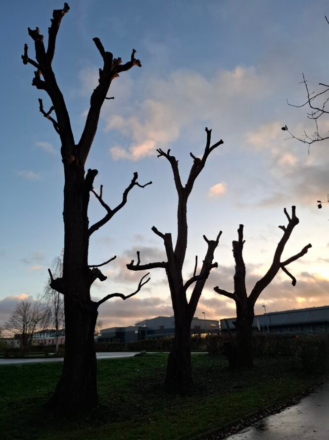 20241118_153428 | Pugnalom Credits: pugnalom