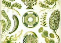 Credits: WikiImages, pixabay