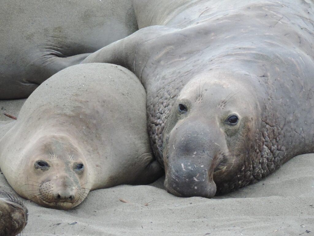 Credits: ramroh, pixabay