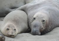 Credits: ramroh, pixabay