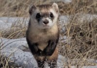 Credits: Charles G. Summers, Jr.