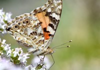 Credits: Niclas Backström