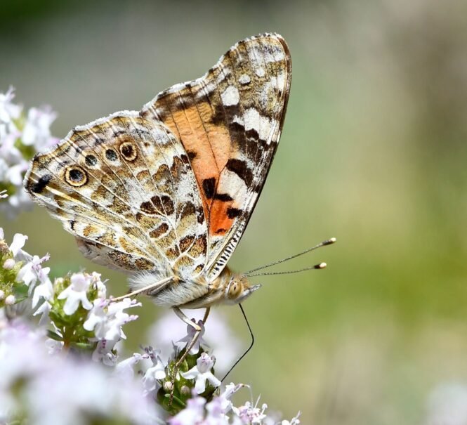 Credits: Niclas Backström