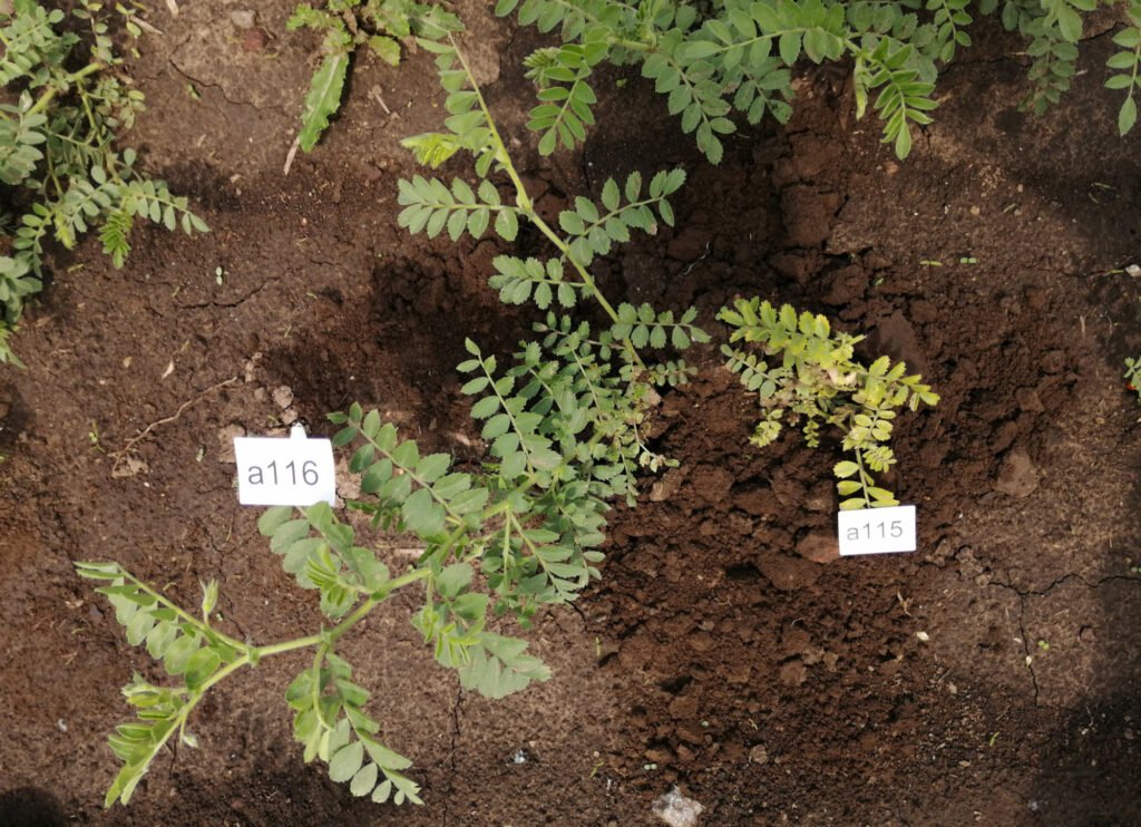 Credits: Menzel, DSMZ