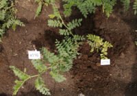 Credits: Menzel, DSMZ