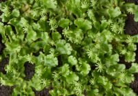 Credits: Johannes Hloch, GMI?