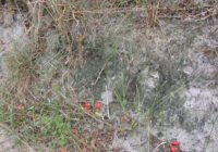 Credits: Ulf Karsten, Universität Rostock