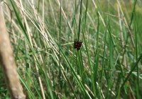 Credits: Sebastian Schuch, Senckenberg Naturhistorische Sammlungen Dresden