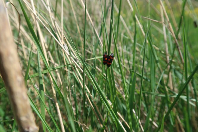 Credits: Sebastian Schuch, Senckenberg Naturhistorische Sammlungen Dresden