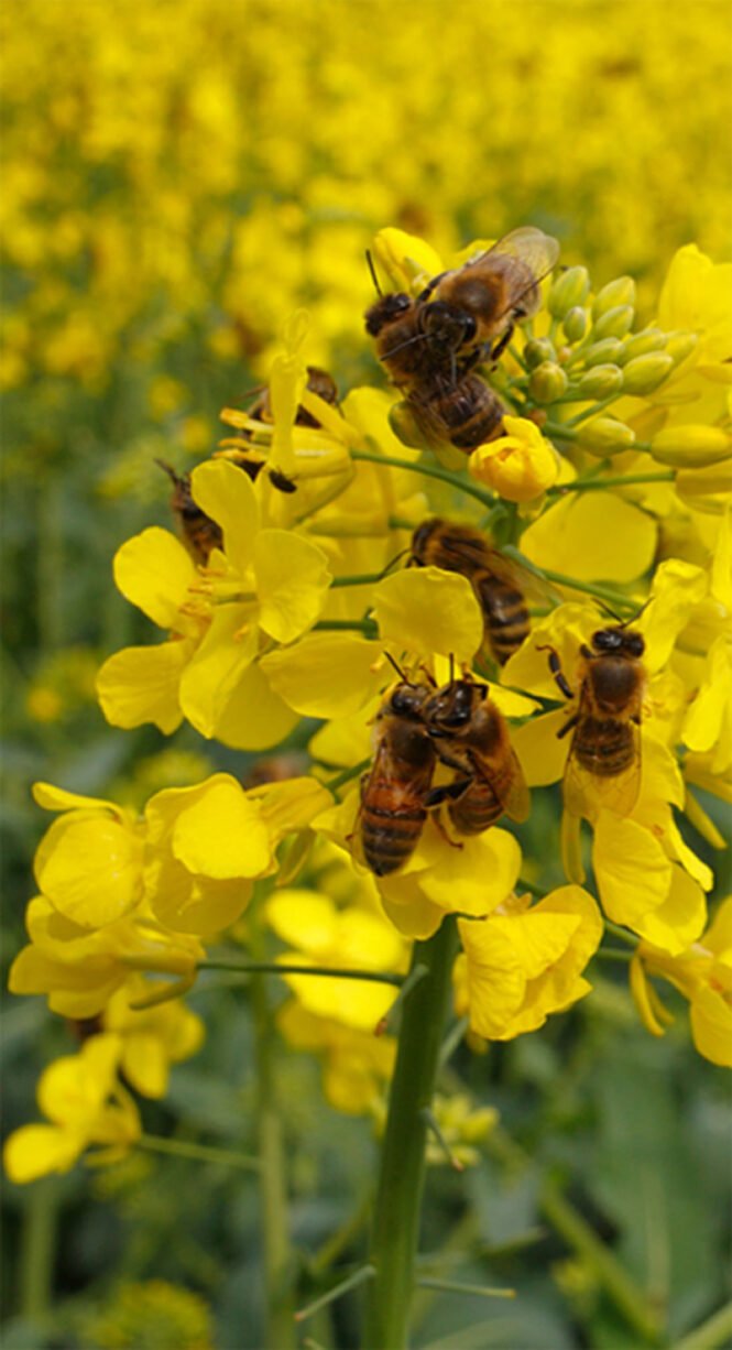 Credits: Lucy Hulmes