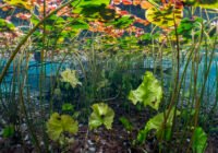 Credits: Michel Roggo